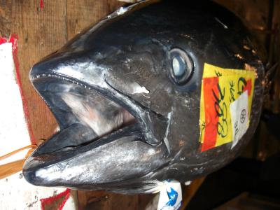 fish
