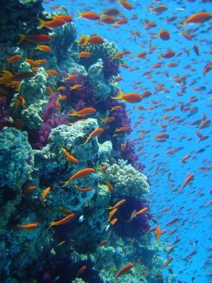 reef