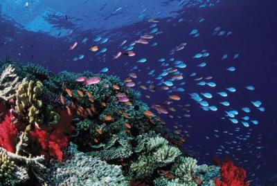 reef2