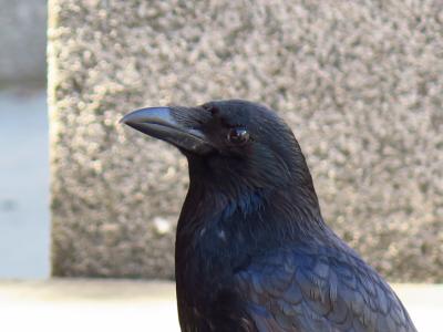 Hungry raven Hungry raven
