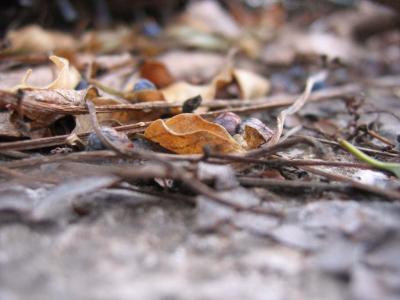 Jerusalemer Winter sieht meistens so aus wie Muenchner Herbst